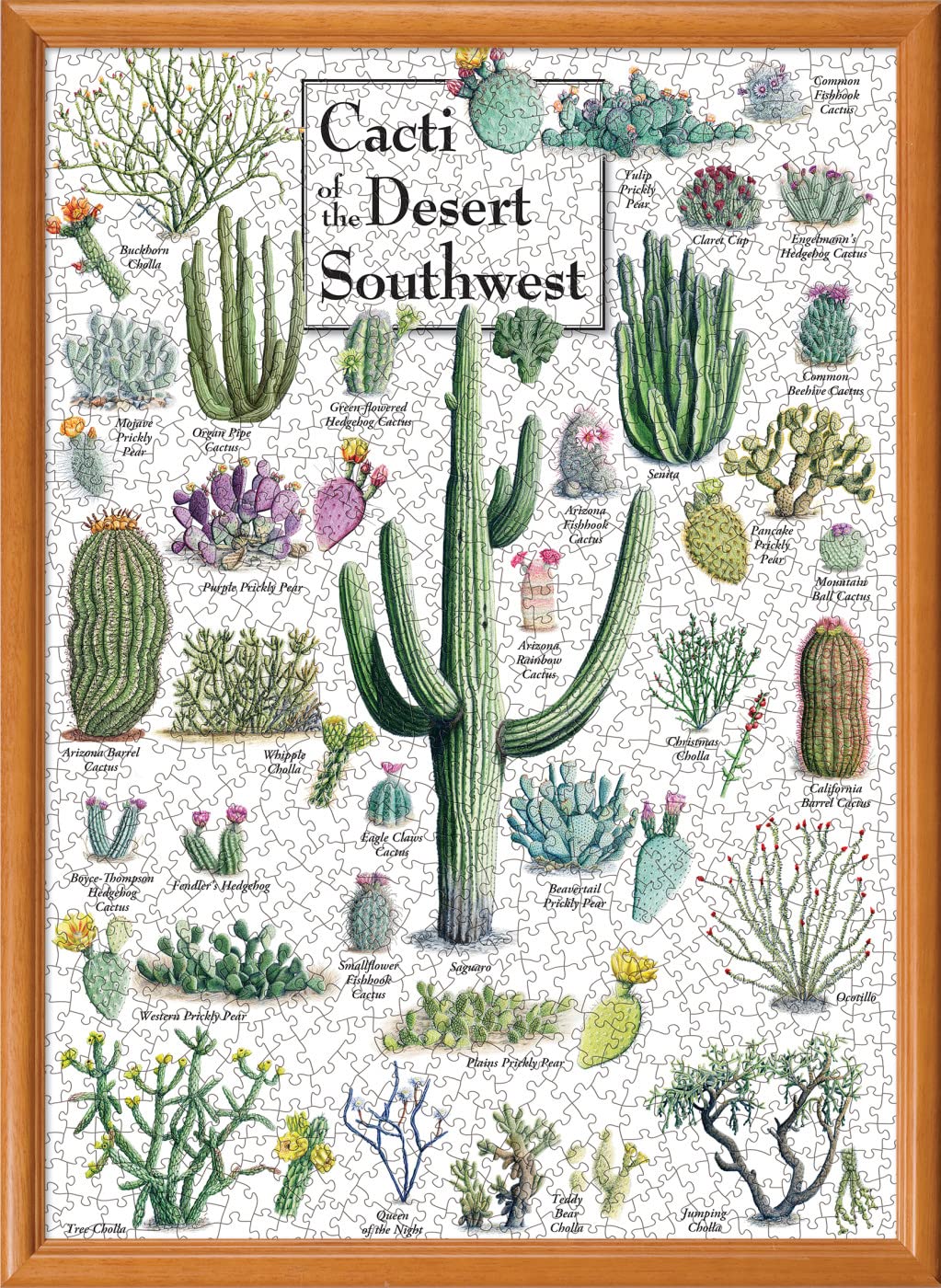 Masterpieces 1000 Piece Jigsaw Puzzle For Adults, Family, Or Youth - Cacti Of The Desert Southwest - 19.25'X26.75'