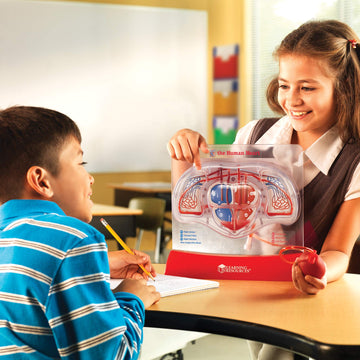 Learning Resources Pumping Heart Model - 1 Piece, Grades 3+ | Ages 8+ Educational Science Kit, Science Education Supplies, Science Teaching Supplies,Back To School Supplies,Teacher Supplies