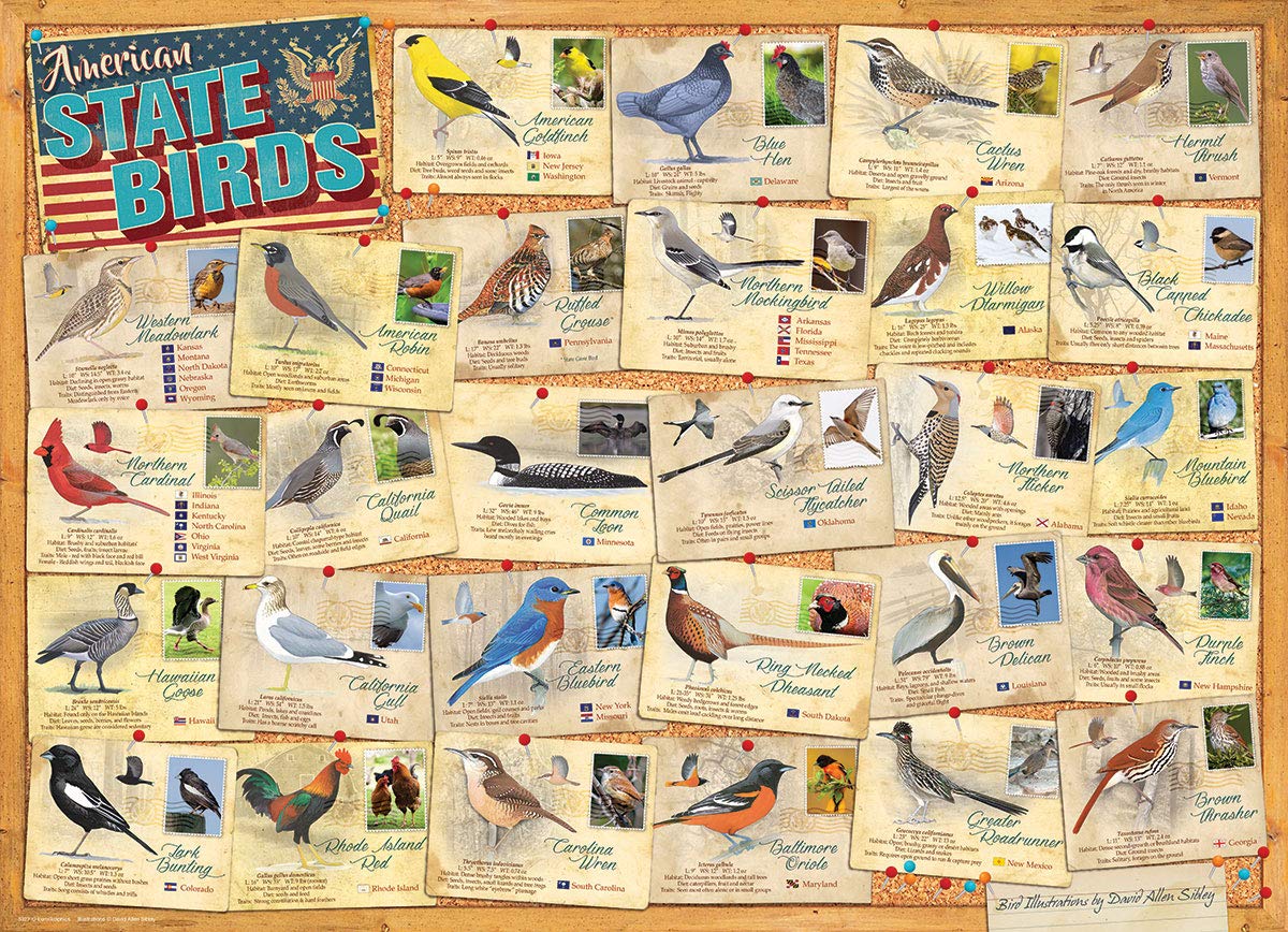 American State Birds By David Sibley