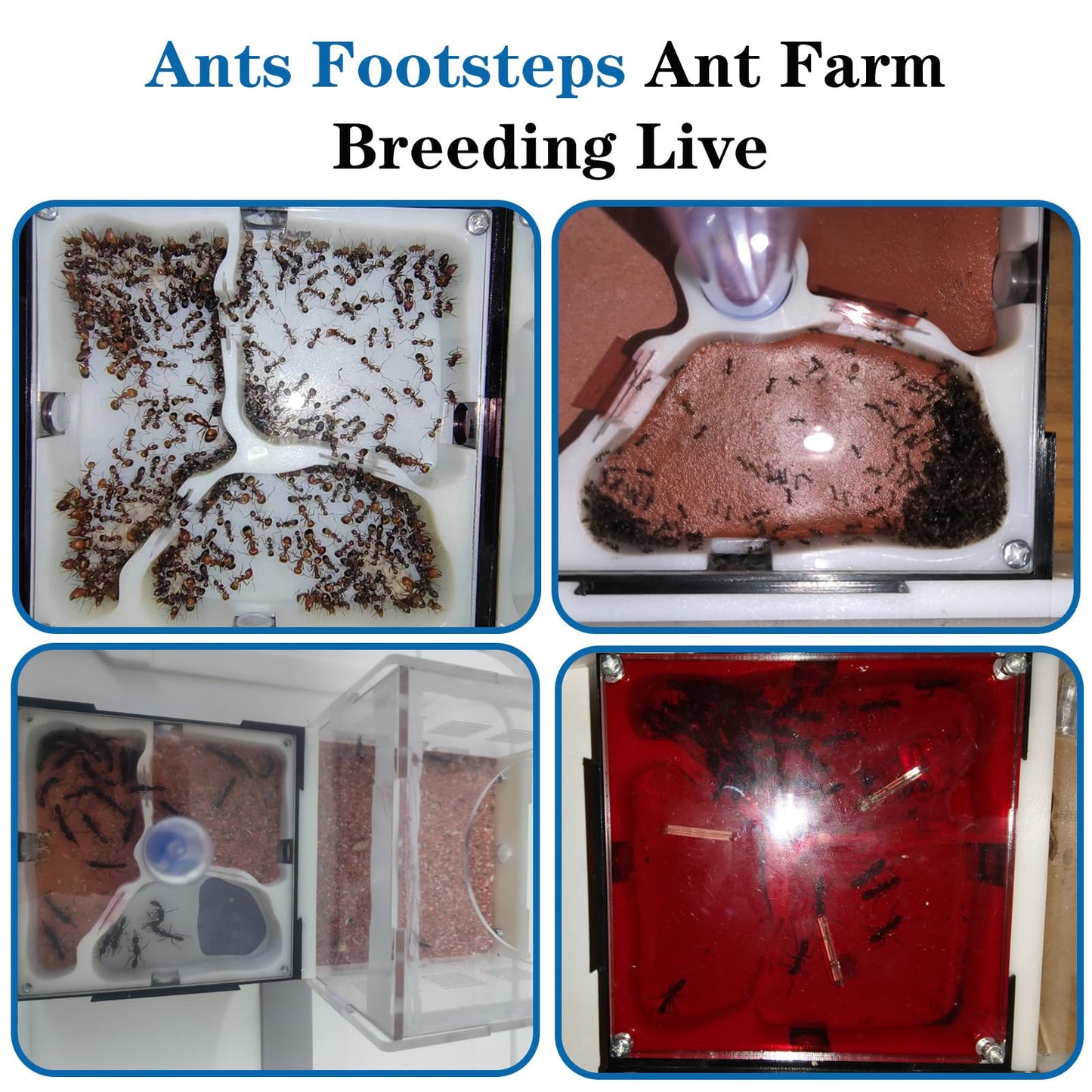 Ants Footsteps Ant Farm Nest Stem Science Learning Kit Diy Terrarium Kit Care For Live Ants Ant Habitat With Water Tower Nurturi