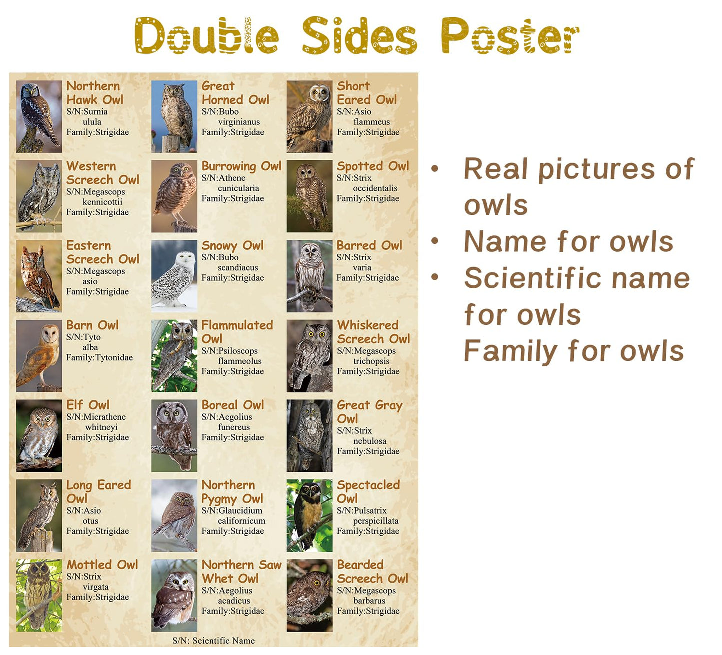 Owl Puzzles For Adults 1000 Pieces, Bird Animal Jigsaw Puzzle Features 21 Famous Owls Of North America, Nature Animal Puzzles As