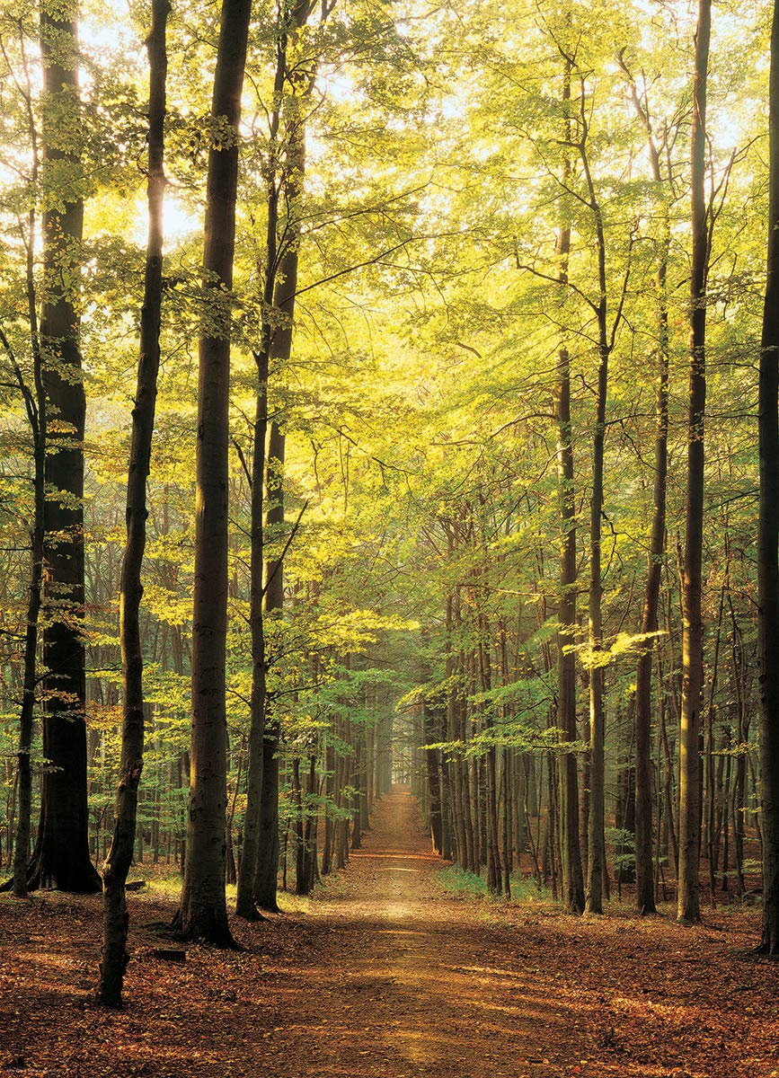 Eurographics Forest Path 1000-Piece Puzzle