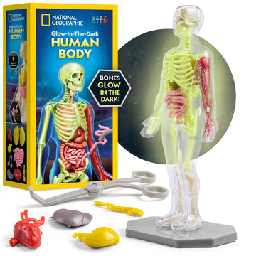 National Geographic Human Body Model For Kids That Glows In The Dark - 32-Piece Interactive Anatomy Model With Bones, Organs, Mu