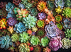Cross & Glory 1000 Piece Jigsaw Puzzle - Succulent Symphony, Large, Premium Quality Cardboard, Colorful Artwork, Model CG-M-021