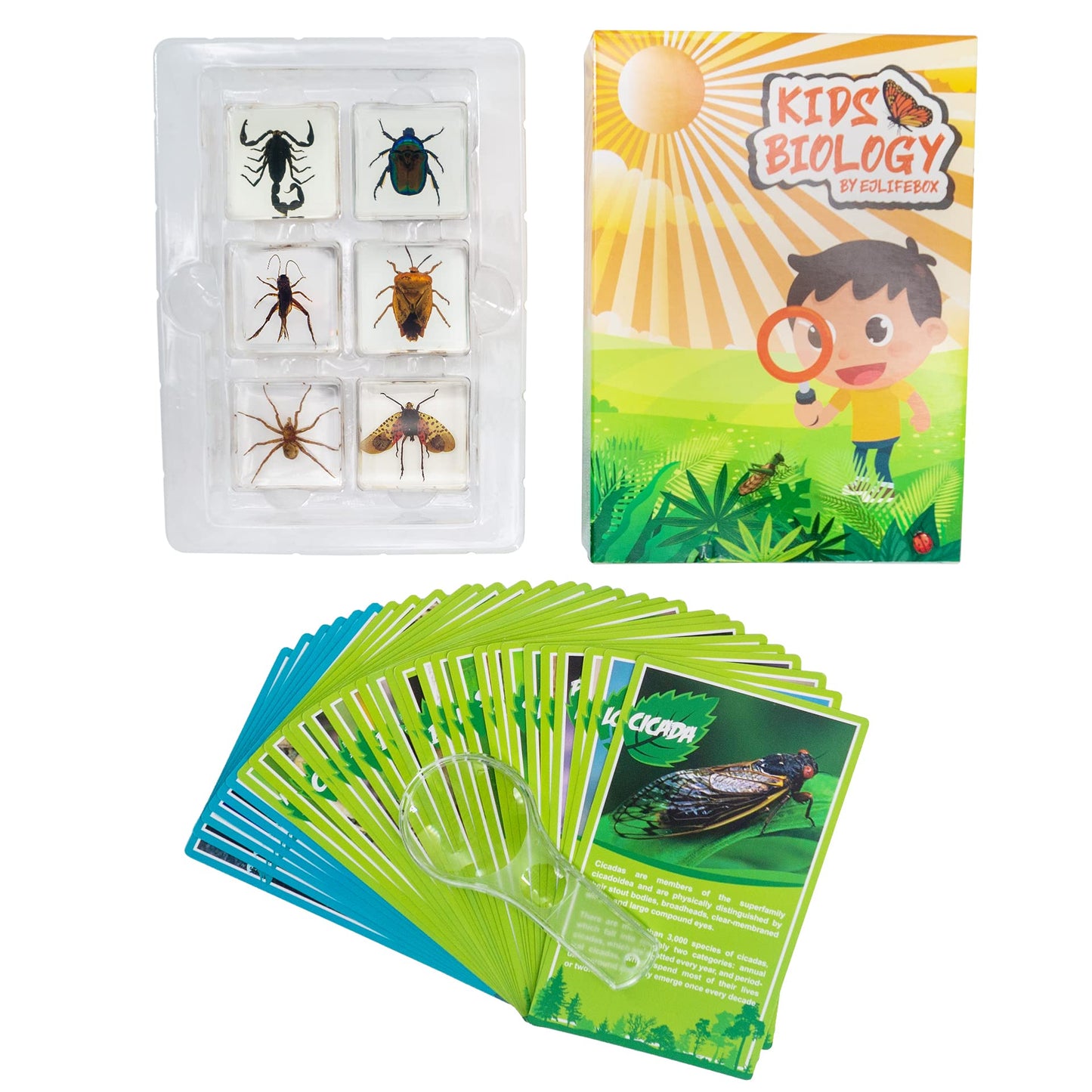 Insect Specimen Set, Bugs Collection Scientific Education Gift For Kids Aged 3-8-12 (Spider, Scorpion, Cricket, Chafers, Stink Bug, Spotted Lanternfly Resin Collection)