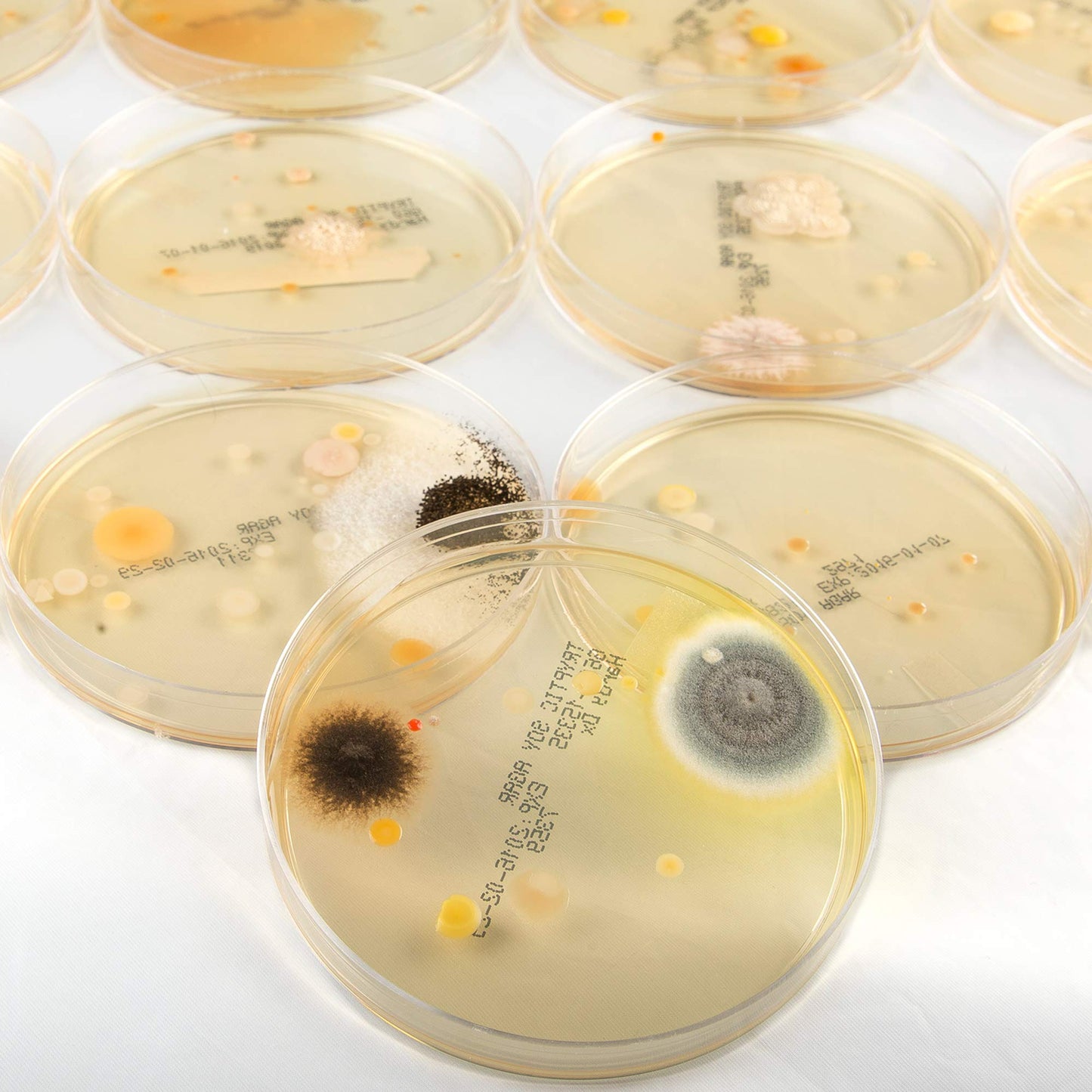 Steve Spangler'S Growing Bacteria Science Experiment Kit