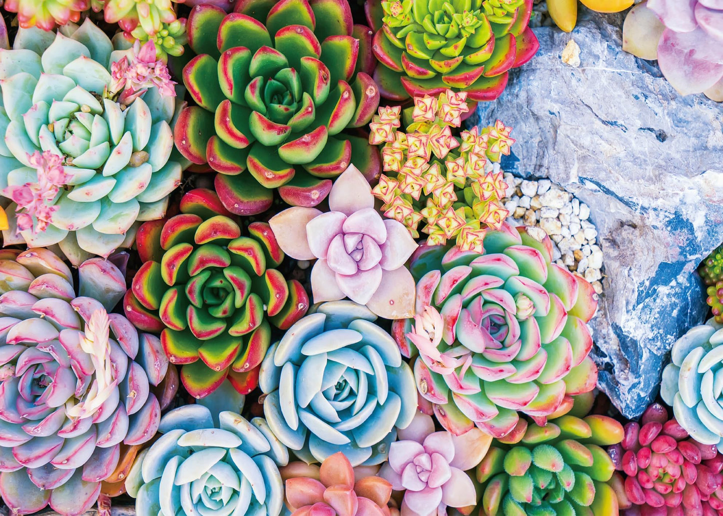 Buhah Succulent Jigsaw Puzzles Plant Puzzle 1000 Pieces For Adults Colorful Jigsaw Puzzles Botanical Puzzle Nature Collage Puzzl