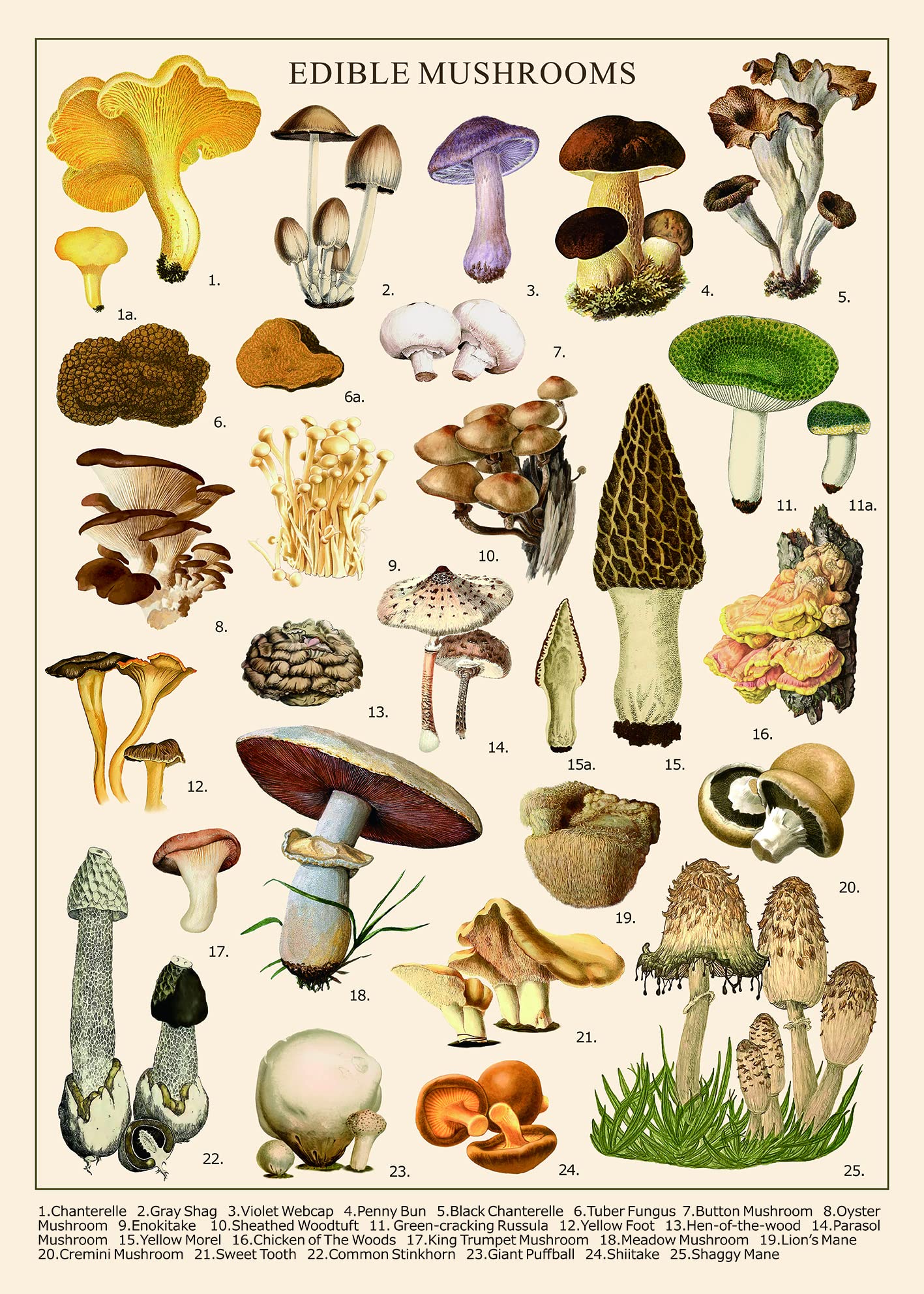 Vintage Mushroom Puzzle 1000 Pieces For Adult, Vintage Fungi Jigsaw Puzzle Of 25 Edible Mushrooms, Champignons Plant Puzzle For Mycophile