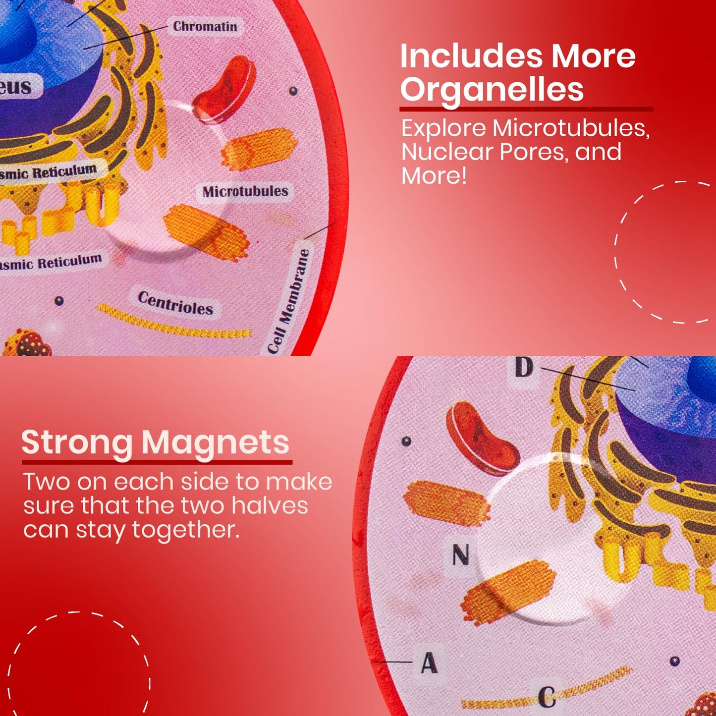 Cross Sectional Foam Animal Cell Model | Great For Classroom Learning, Teaching & Stem Kits | Clearly Labeled Organelles | Stron