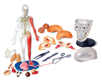 SmartLab Toys Human Body Model - 60 Pieces, 36 Removable Parts, 12" Size, Multi Color, Includes Illustrated Book & Glowing Eyeballs