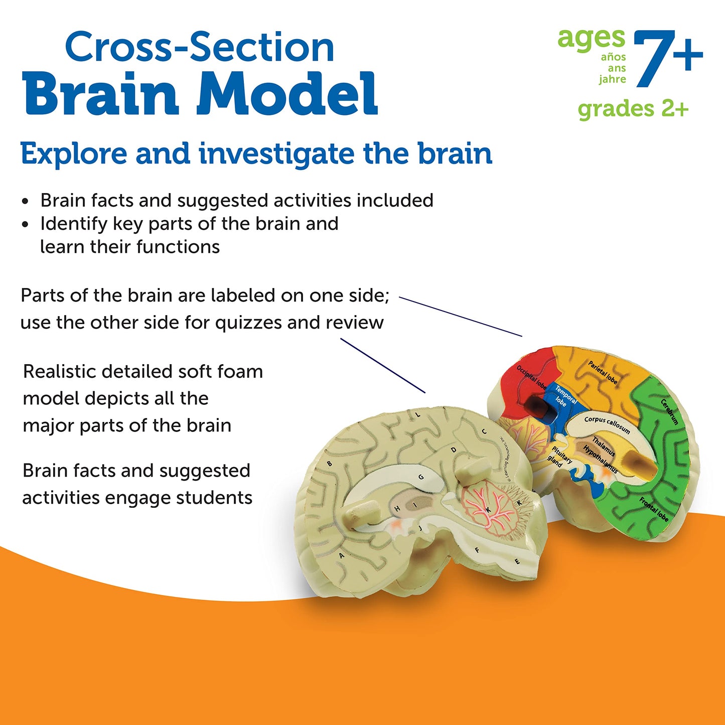 Learning Resources Cross-Section Brain Model - 2 Pieces, Ages 7+ Brain Anatomy Model, Brain Functions Model, Human Anatomy For Kids, Foam Brain Model,Back To School Supplies