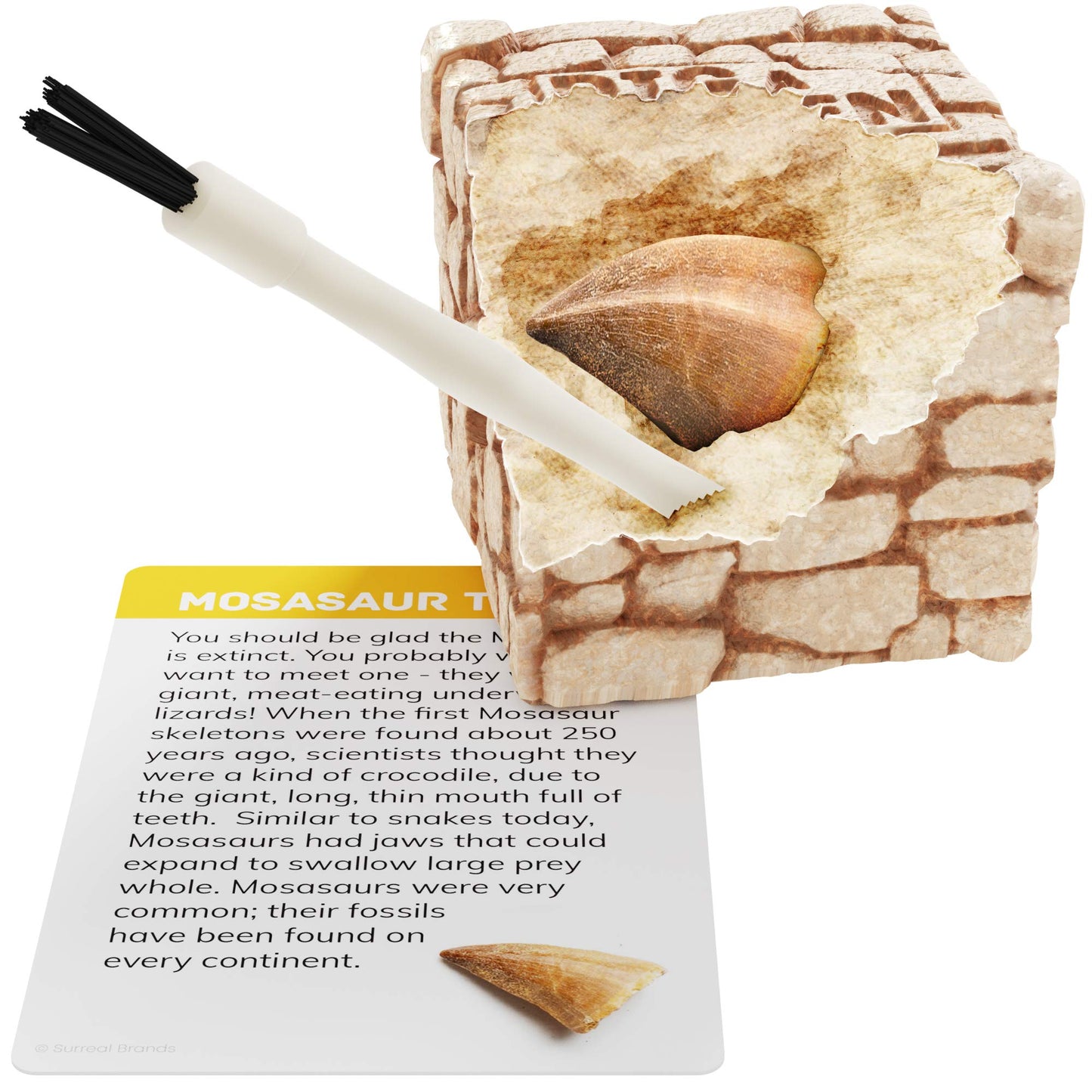 Dig A Dozen Fossil Bricks - Break Open 12 Blocks And Discover 12 Unique Real Fossils - Easter Basket Stuffers Archaeology Science Stem - Easter Gift