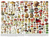 New York Puzzle Company - Vintage Images Mushrooms ~ Champignons - 1000 Random Cut Jigsaw Puzzle For Adults By Adolphe Philip Millot