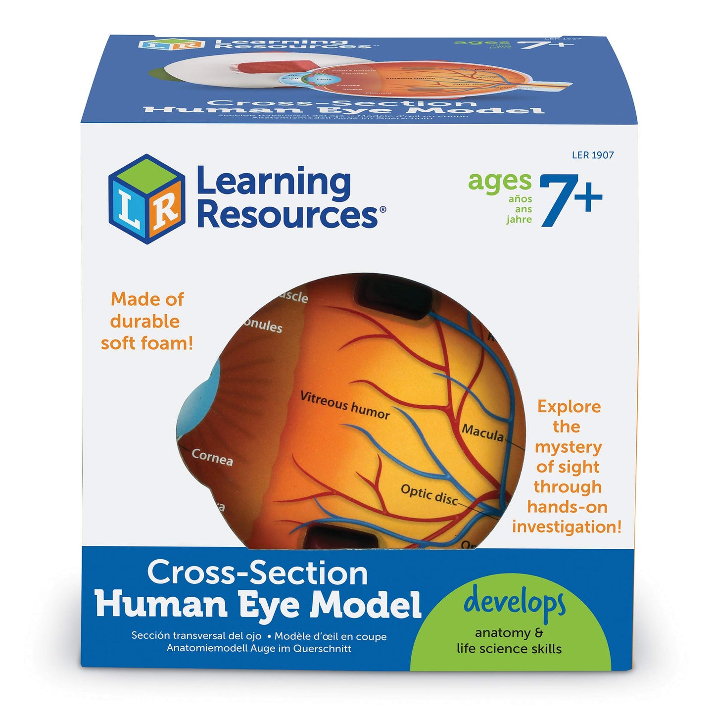 Learning Resources Cross-Section Human Eye Model, 5" Diameter, Foam, Multi-color, Grade 2+, Model LER1907
