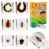 Insect Specimen Set, Bugs Collection Scientific Education Gift For Kids Aged 3-8-12 (Millipede, Centipede, Dragonfly Larvae, Tea