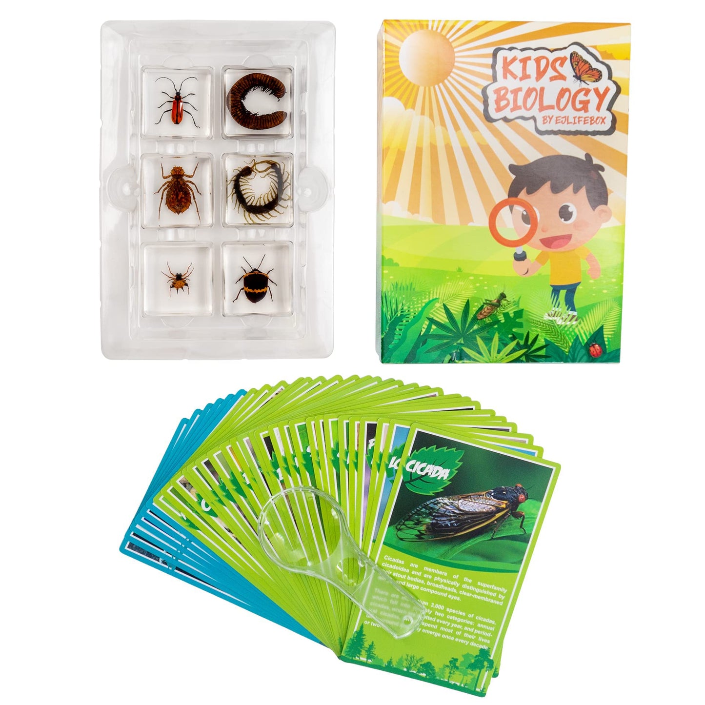 Insect Specimen Set, Bugs Collection Scientific Education Gift For Kids Aged 3-8-12 (Millipede, Centipede, Dragonfly Larvae, Tea