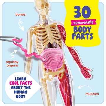 Dan&Darci Human Anatomy Squishy Body Model - STEM Science Kit for Kids Ages 4-8 - 6.5"x12.8"x2" - Educational Birthday Gift for Boys