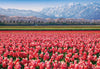 Chamberart 500 Piece Premium Jigsaw Puzzle Tulip Fields A-5155