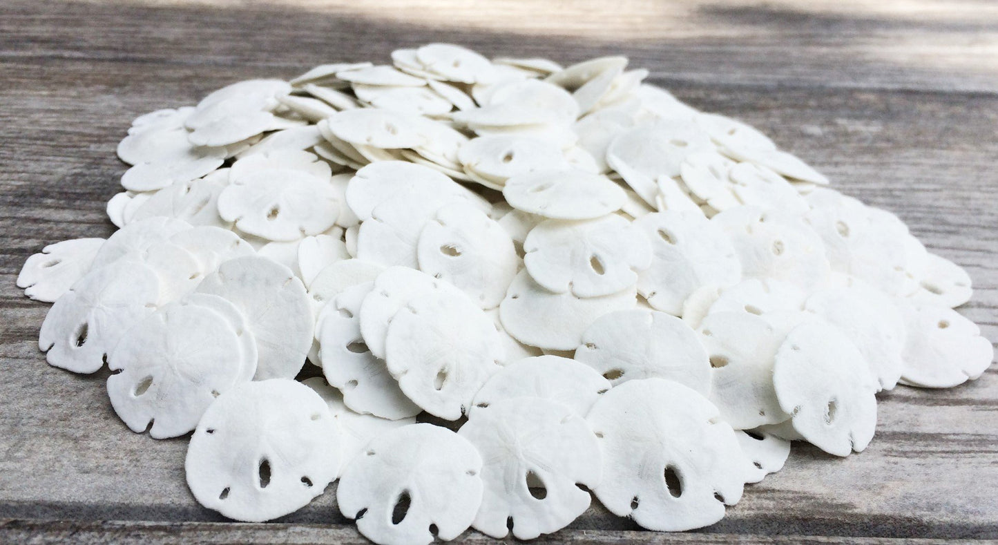 Real Sand Dollars Under 1 (200 Pack) - Sand Dollar Wall Art & Ornament Set - Beach Wedding Decor - Nautical Party Table Decor -