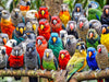 Lucky Puzzles 'Feathered Friends Fiesta' | 500 Piece Jigsaw Puzzle For Adults | Unique Bird Artwork | Best Challenging Puzzles F
