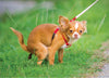 Better Me Pooping Chihuahua 1000 Piece Puzzle - Humorous Dog Puzzle for Adults, 50cm x 70cm, Perfect for Dog Lovers and Fun Pranks
