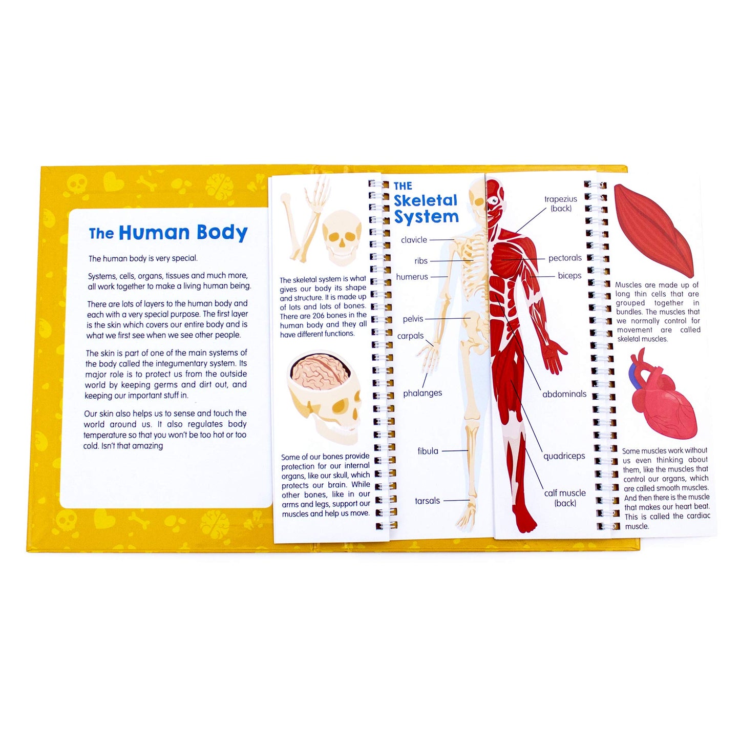 Junior Learning JL647 Anatomy Flips, Multi