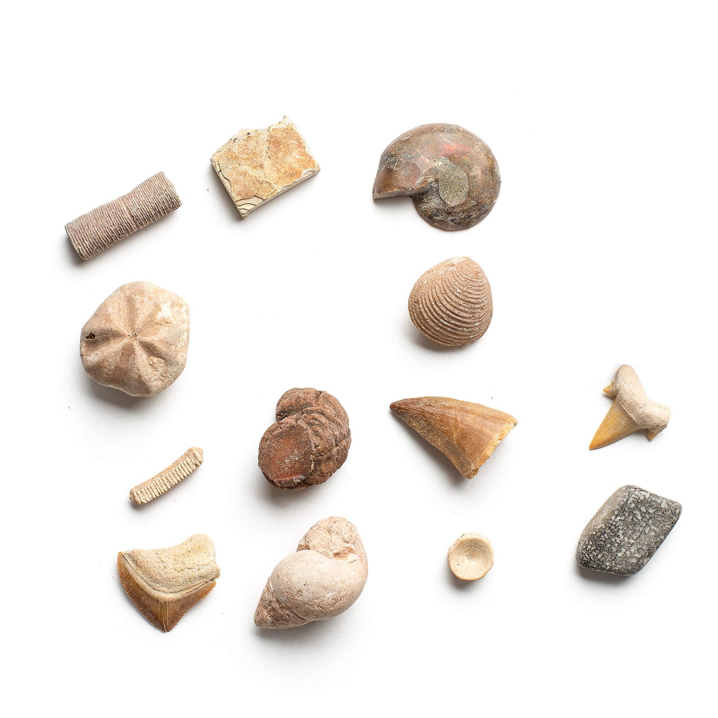 Dig A Dozen Fossil Bricks - Break Open 12 Blocks And Discover 12 Unique Real Fossils - Easter Basket Stuffers Archaeology Science Stem - Easter Gift