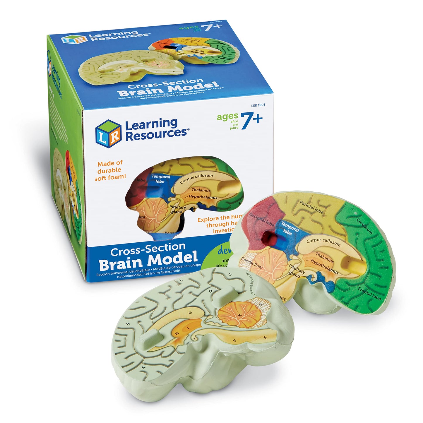 Learning Resources Cross-Section Brain Model - 2 Pieces, Ages 7+ Brain Anatomy Model, Brain Functions Model, Human Anatomy For Kids, Foam Brain Model,Back To School Supplies