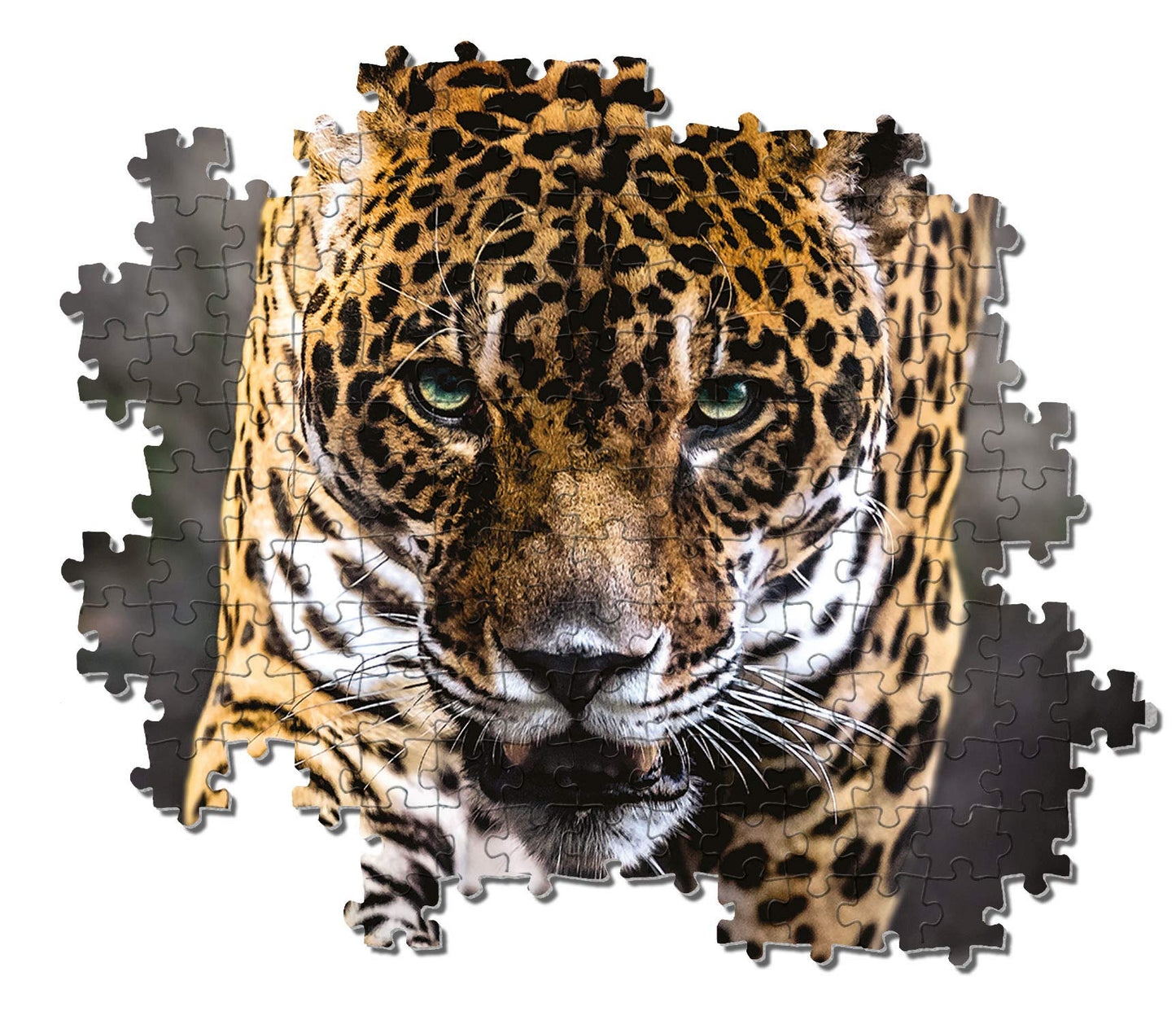 Clementoni Walk Of The Jaguar 1000 Piece Jigsaw Puzzle For Adults