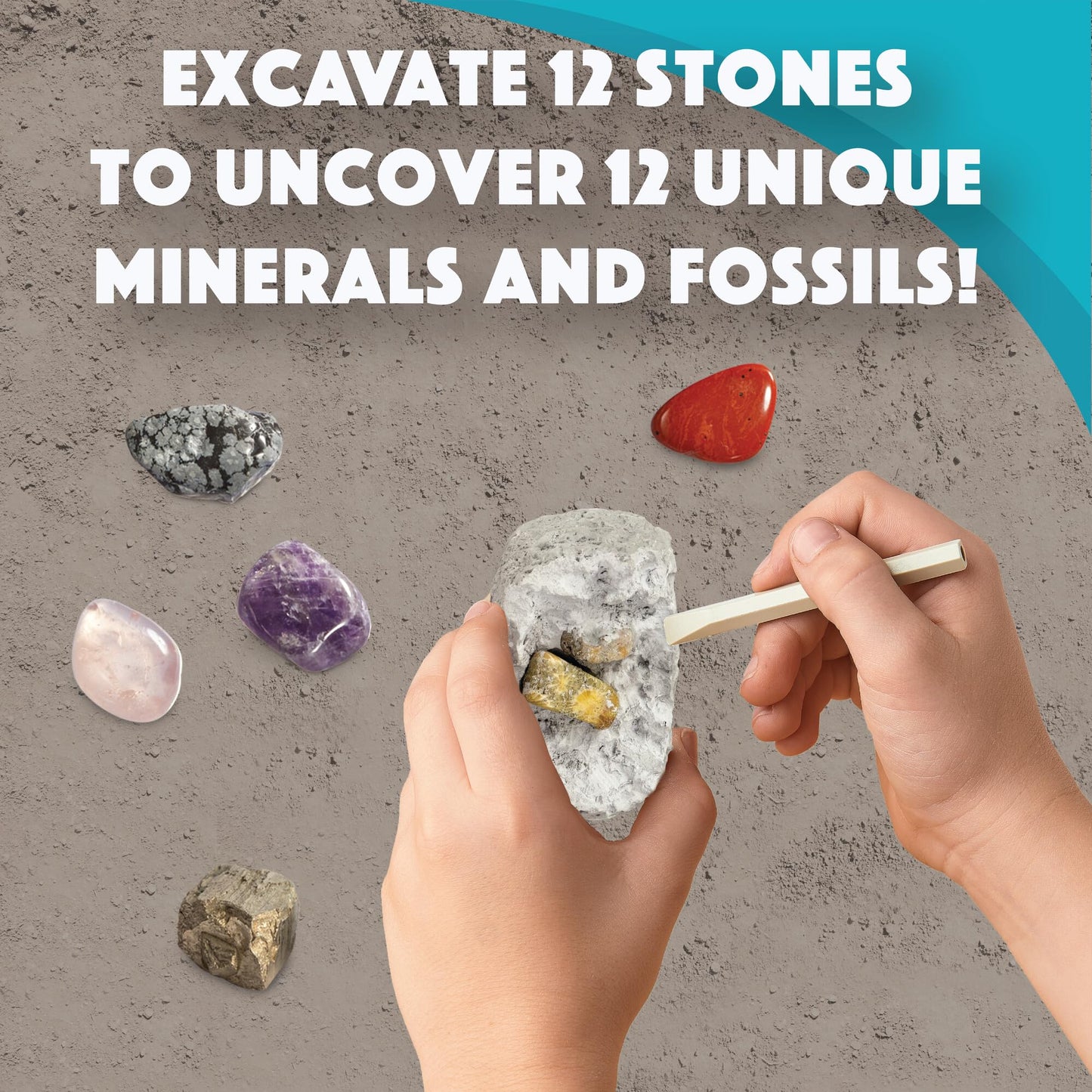 Dig It Up! Fossils & Minerals
