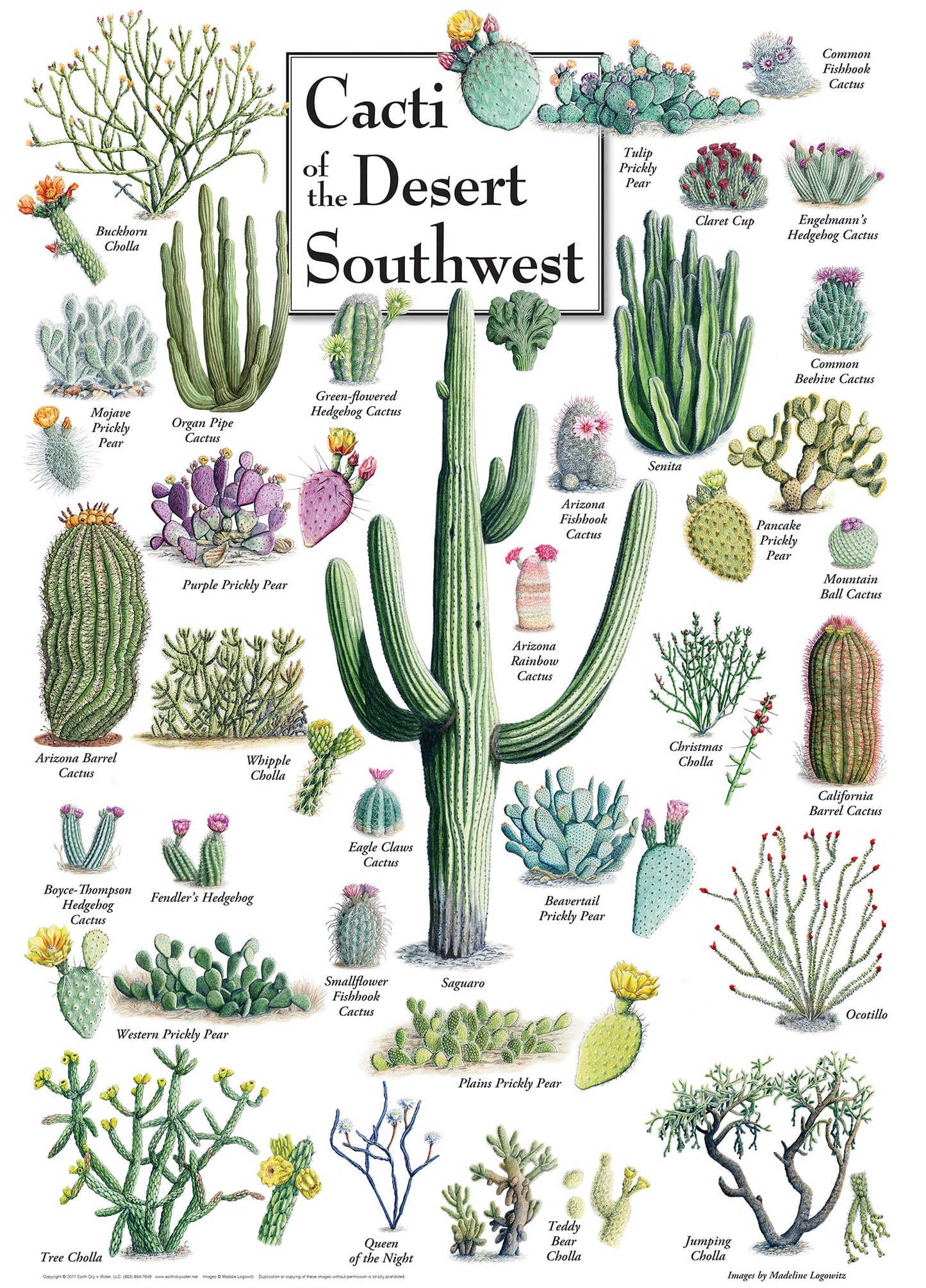 Masterpieces 1000 Piece Jigsaw Puzzle For Adults, Family, Or Youth - Cacti Of The Desert Southwest - 19.25'X26.75'