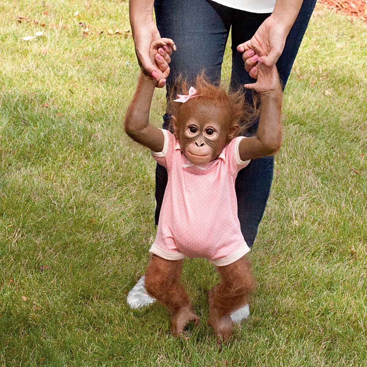 The Ashton-Drake Galleries Annabelle'S Hugs So Truly Real Poseable Lifelike Monkey Doll