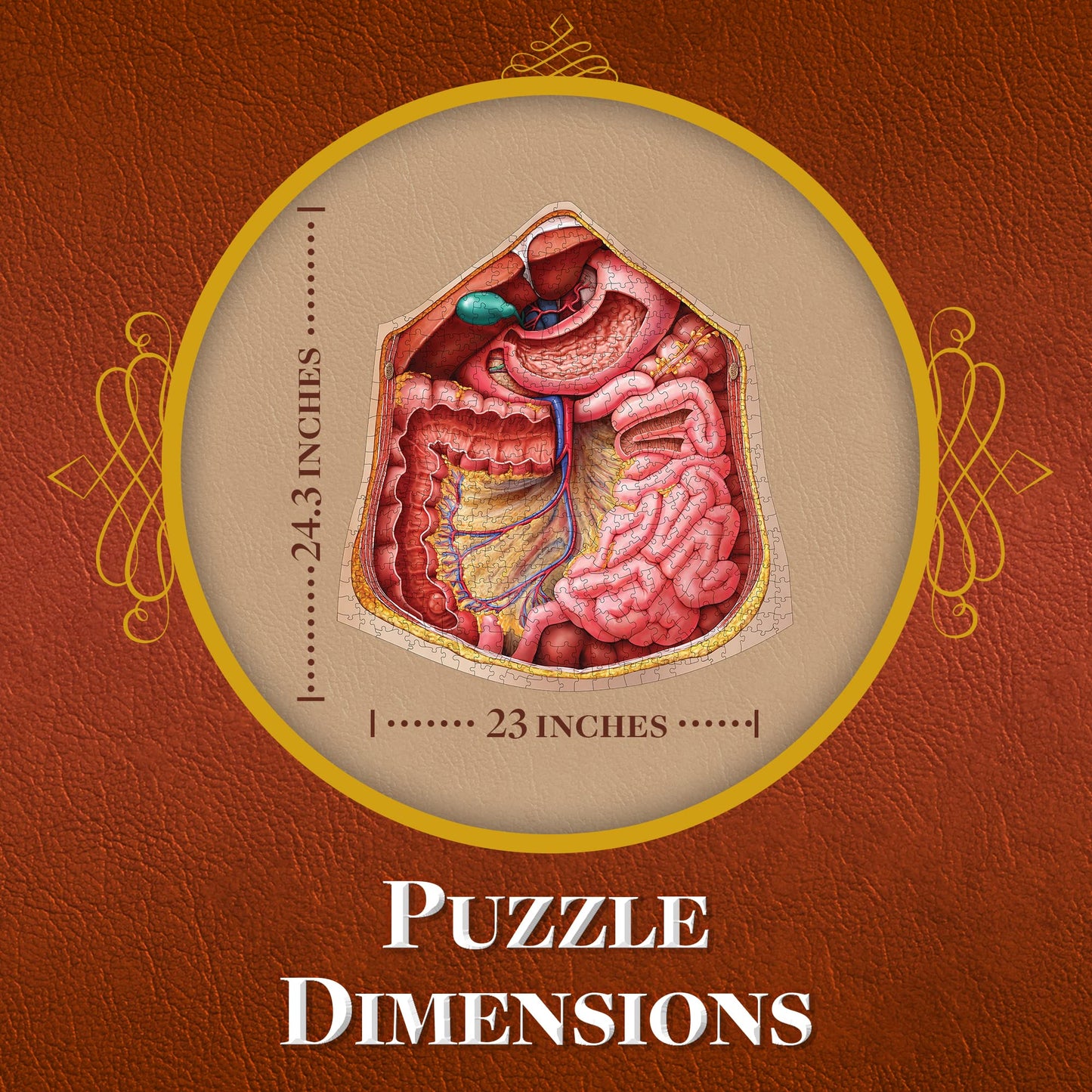 Genius Games Human Abdomen Anatomy Jigsaw Puzzle | Dr Livingston'S Unique Shaped Science Puzzles, Accurate Medical Illustrations Of The Body, Organs, Stomach, Liver And Intestines