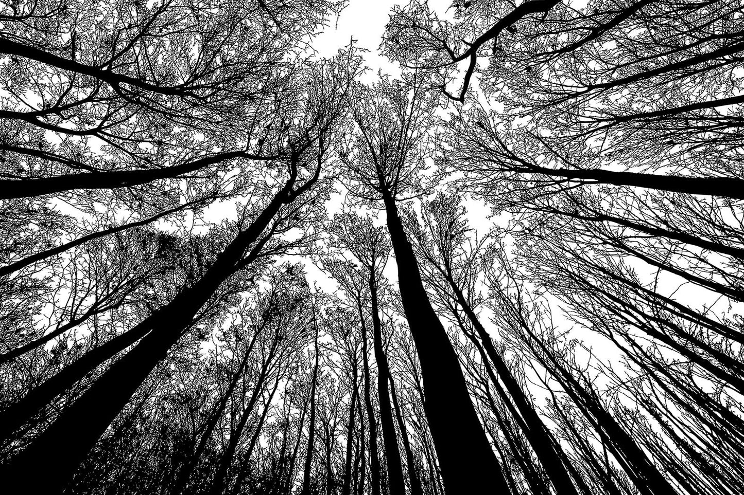 Bgraamiens Puzzle-Forest In Black And White-1000 Pieces Creative Black And White Nature Scenery Hard Puzzle Blue Board Jigsaw Pu