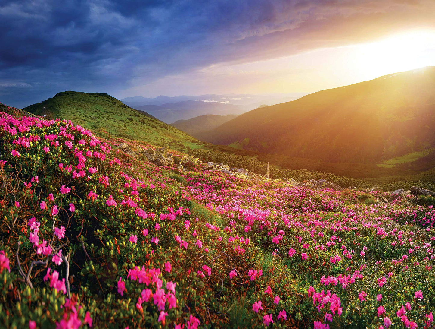 Postcard Collection - Mountain Rhododendron Flowers Puzzle, 550 Piece 24x18 inch Jigsaw from KI Puzzles Photographic Art Collect