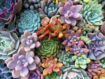 Ceaco - Succulents - Pretty Pastels - Oversized 300 Piece Jigsaw Puzzle