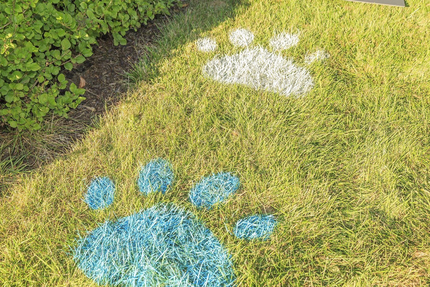 Rust-Oleum Testors Spray Chalk, White, 6 Ounce - Ideal for Creative Projects and Temporary Marking