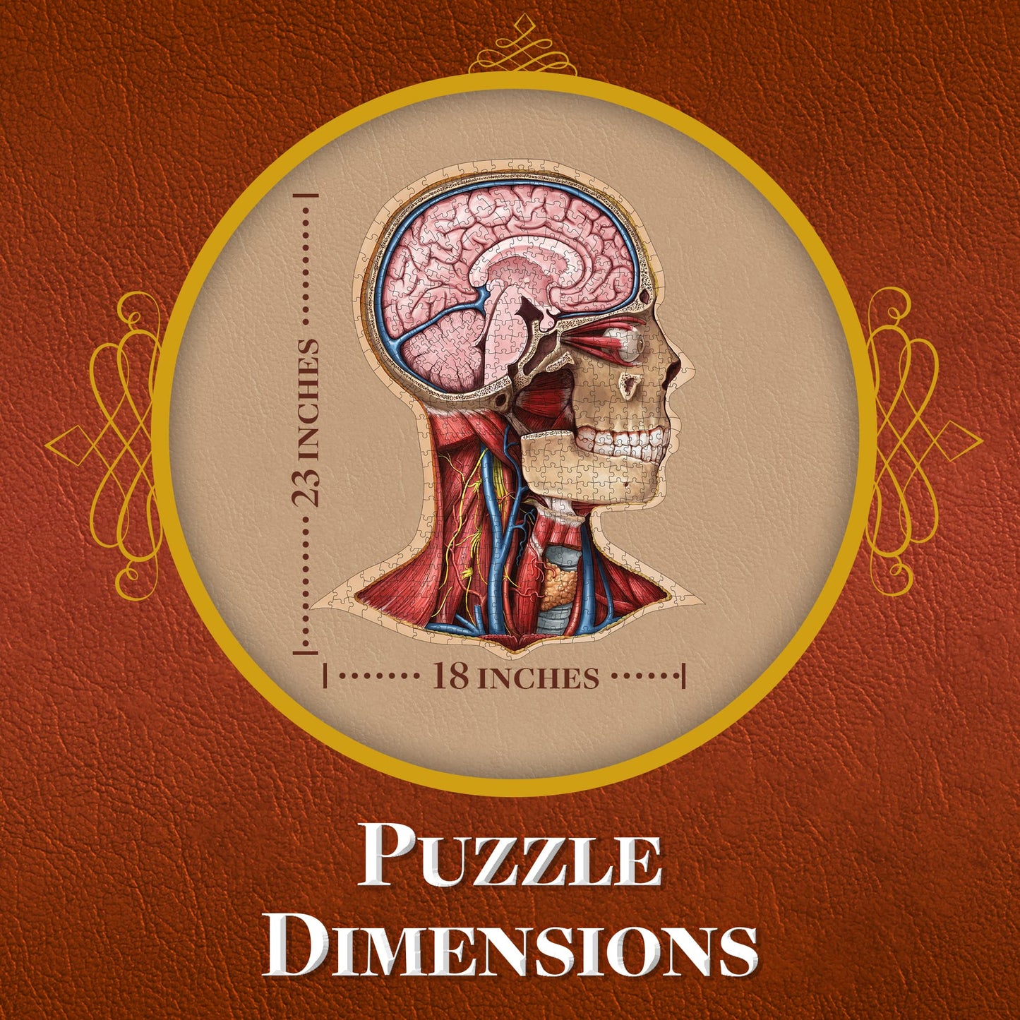 Genius Games Human Head Anatomy Puzzle - Adult Jigsaw Puzzles Unique Gifts For Kids Educational Science - 441 Piece Teen Floor Puzzle - Genius Games Dr. Livingston