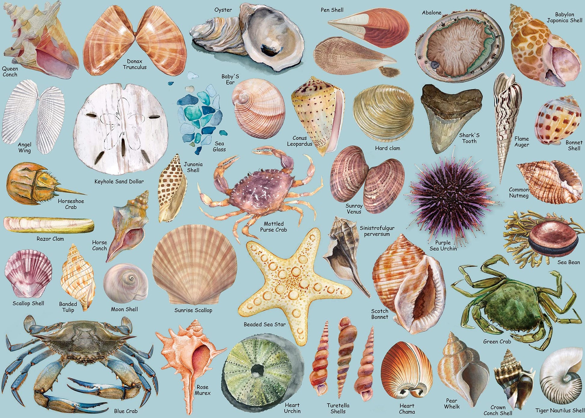 Sea Shells Puzzles For Adults 1000 Pieces, Beach Puzzle Featuring 41 Colorful Seashells, Ocean Scenes Jigsaw Puzzles Includes Se