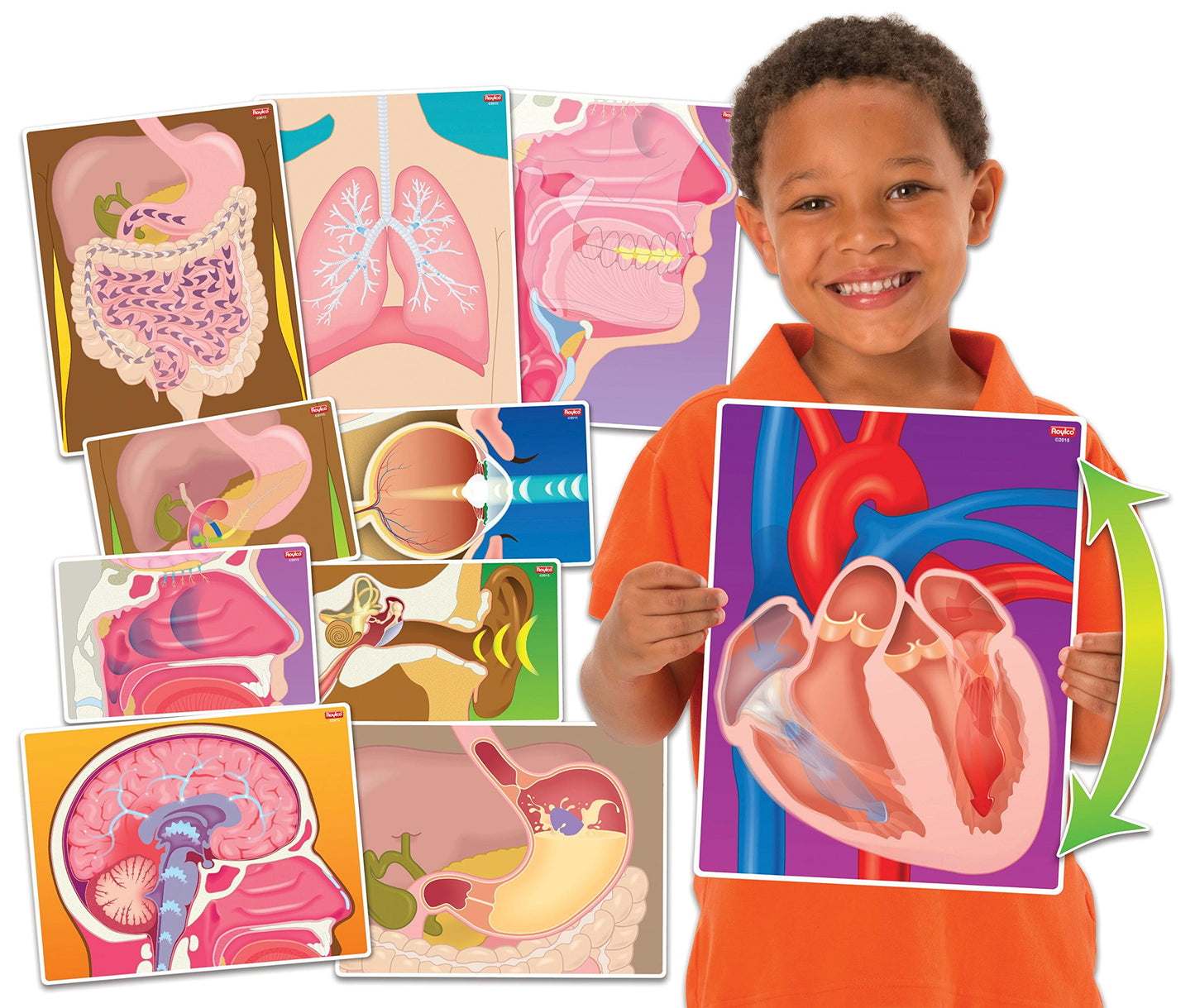 My Body In Action Science Educational Cards By Roylco