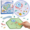 Giftamaz Animal And Plant Cell Anatomy Model, Soft Felt Toy, Early Cell Biology And Life Science Stem Toys, Classroom Teaching Aid, Educational Learning Activities Stem Birthday Toys For Kids 6+