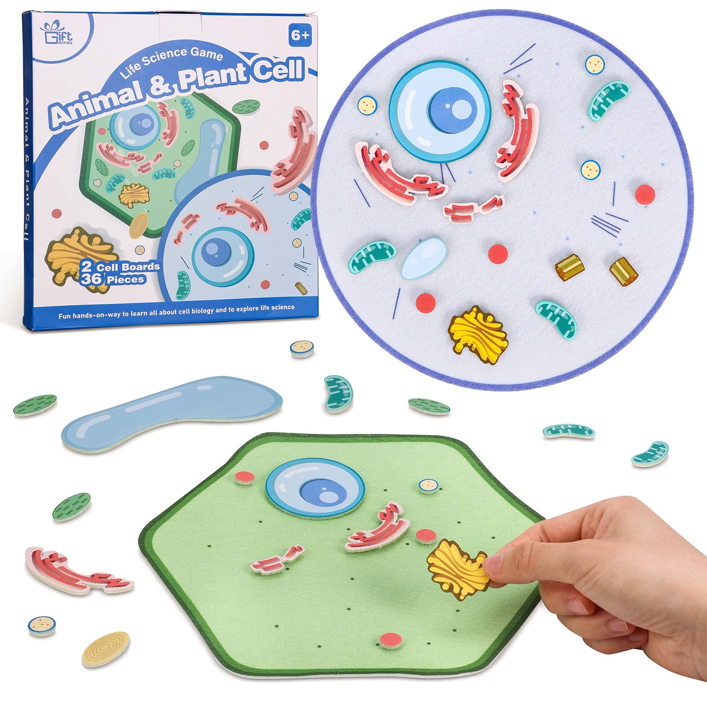 Giftamaz Animal And Plant Cell Anatomy Model, Soft Felt Toy, Early Cell Biology And Life Science Stem Toys, Classroom Teaching Aid, Educational Learning Activities Stem Birthday Toys For Kids 6+