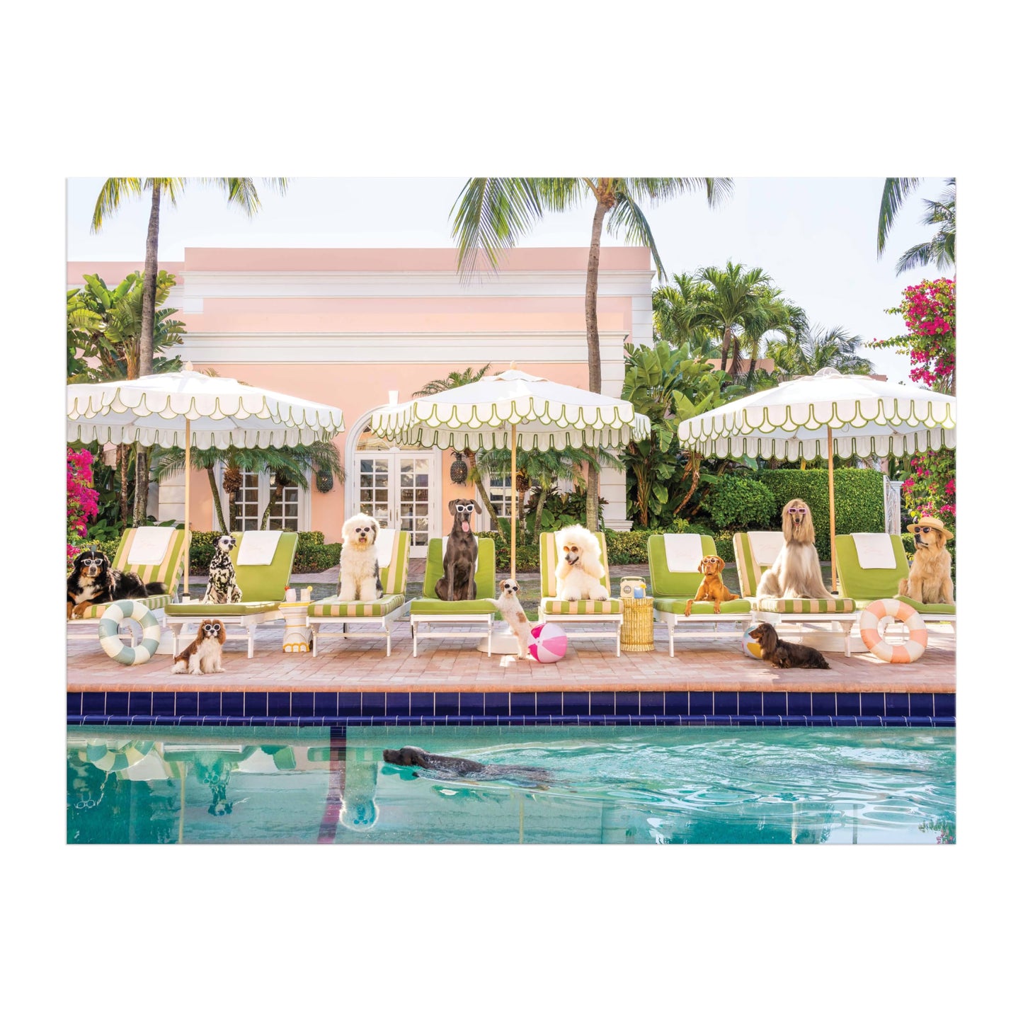 Galison Gray Malin Palm Beach - 1000 Piece Book Box Puzzle With Glamorous Palm Beach Dogs Photography Packaged In Magnetic Keeps