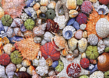 Colorful Seashell Puzzle for mature-themed 1000 Piece Ocean Beach Puzzle 1000 Pieces for mature-themed Marine Jigsaw Puzzles Hawaii 1000 Piece for mature-themed
