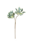 Botanica #2541