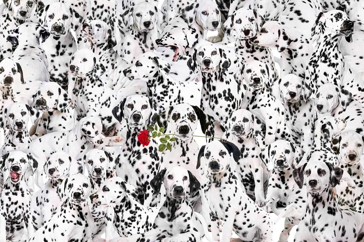 Lots Of Spots 100 Piece Cra-Z Difficult Jigsaw Puzzle