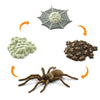 Safari 100406 Life cycle of a Spider Figurine Multi color