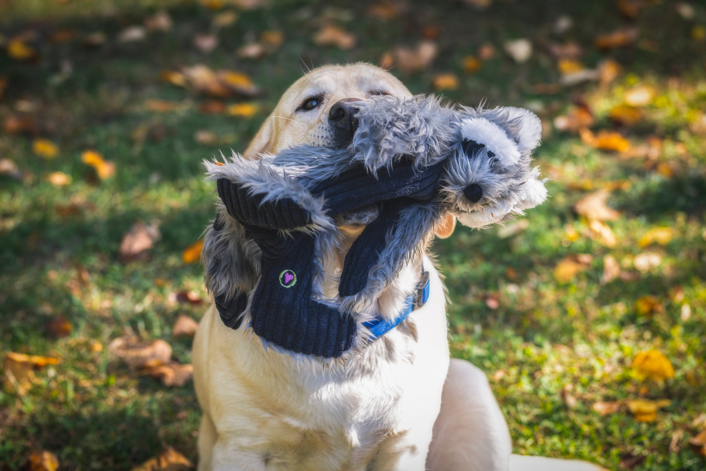 Redwood Raccoon X-Brace® Plush Dog Toy
