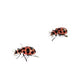 Insect Lore Ladybug Land Kit - Model 2100 for Kids, Educational Insect Habitat