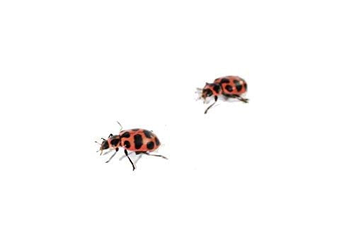 Insect Lore Ladybug Land Kit - Model 2100 for Kids, Educational Insect Habitat